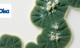 Картинка - Алергія на цвілеві гриби та дріжджі: клінічне значення та діагностичні можливості ALEX²