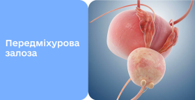 Картинка - Усе про передміхурову залозу — «друге серце» чоловіка