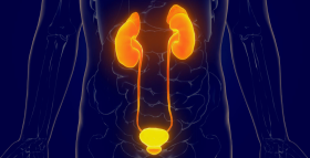 Картинка - Захворювання сечовидільної системи