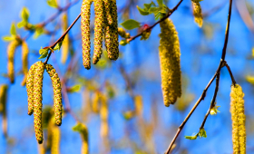 Картинка - Персонифицированная диагностика аллергии: доказательный подход «сверху вниз» для принятия точных клинических решений