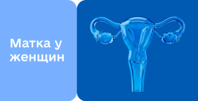 Картинка - Матка у женщин: главный орган репродуктивной системы