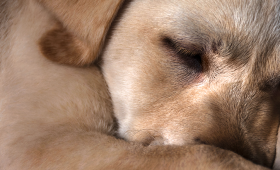 Картинка - Алергія на тварин: ризики тяжкої алергічної патології та роль сучасної молекулярної діагностики