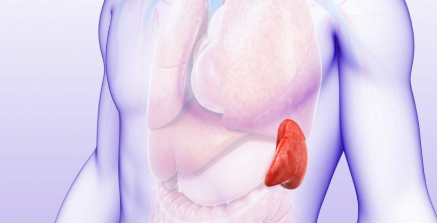 Фото - Селезінка людини