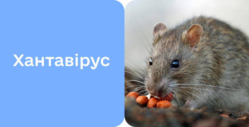 Фото - Хантавірусна інфекція: симптоми, діагностика та лікування