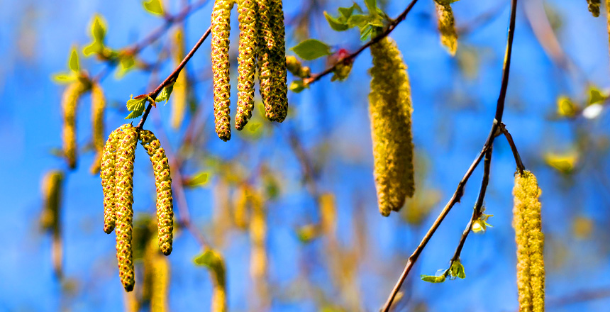 Фото - Персонифицированная диагностика аллергии: доказательный подход «сверху вниз» для принятия точных клинических решений