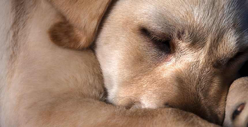 Фото - Алергія на тварин: ризики тяжкої алергічної патології та роль сучасної молекулярної діагностики