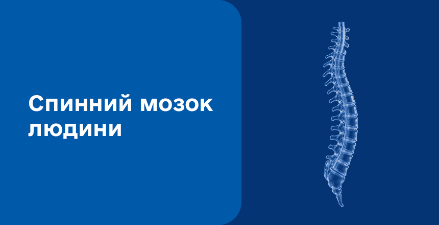 Фото - Спинний мозок людини: будова, функції та захворювання