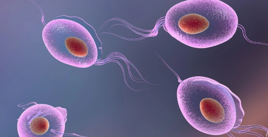 Фото - Trichomonas Vaginalis: глобальний виклик та сучасні стратегії діагностики