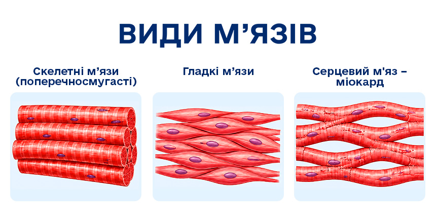 види м'язів 