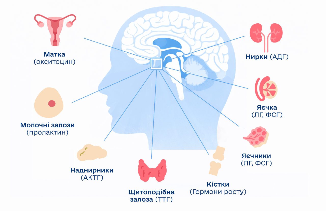 функції гіпофізу